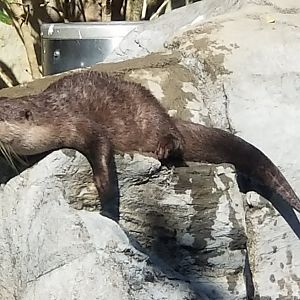 Asian Small Clawed Otter