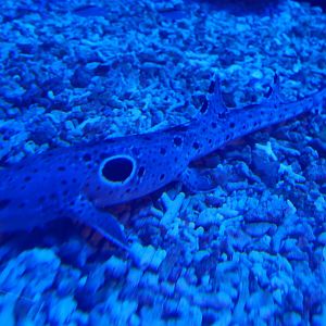 Epaulette Shark