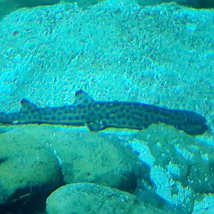 Coral Catshark