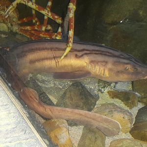 Striped Catshark