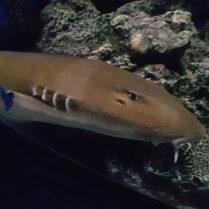 Brown Banded Bamboo Shark