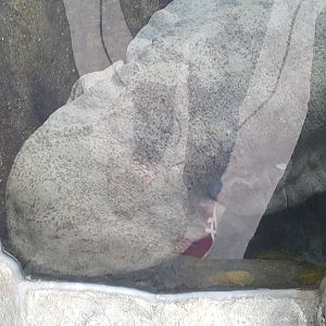 Chinese Giant Salamander