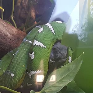 Emerald Tree Boa
