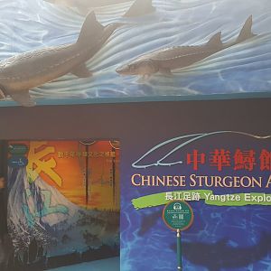 Chinese Sturgeon Aquarium