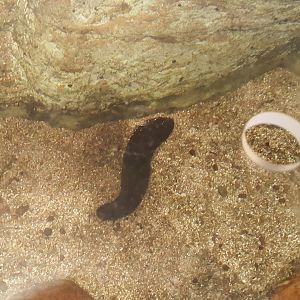Black Sea Cucumber