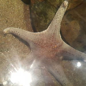 Great Sea Star