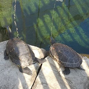 Chinese Striped-Necked Turtle