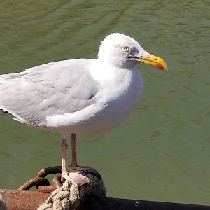 Seagull
