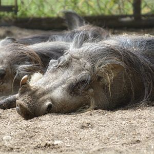 African Warthogs