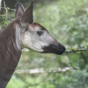 Okapi