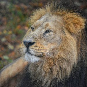 Asiatic Lion