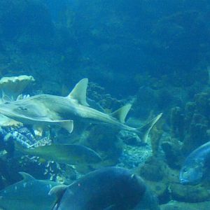 White Spotted Guitarfish