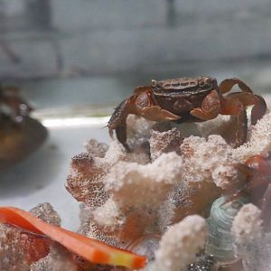 Shore Crab