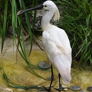 Eurasian Spoonbill at Clères, 16/06/18