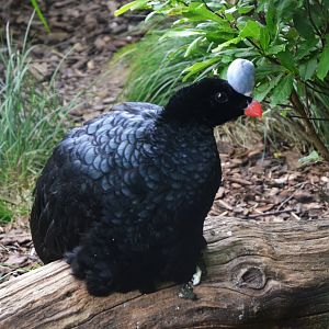 Northern Helmeted Curassow at Clères, 16/06/18