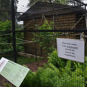 Gentle Lemur Enclosure at Clères, 16/06/18