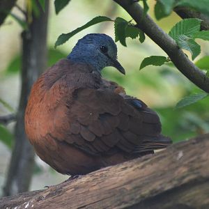 Blue-headed Wood Dove at Clères, 16/06/18