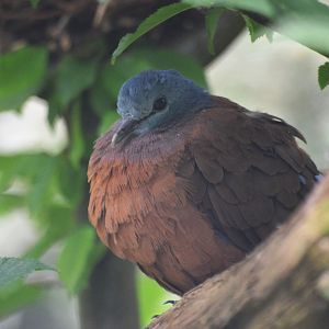 Blue-headed Wood Dove at Clères, 16/06/18