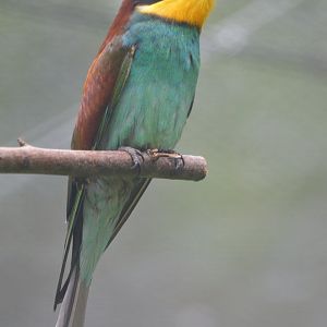 European Bee-eater at Clères, 16/06/18