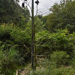 Waldrapp Ibis Aviary at Clères, 16/06/18
