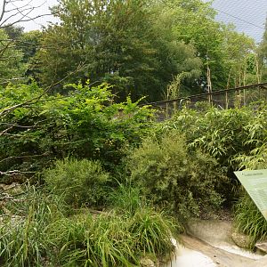 Waldrapp Ibis Aviary at Clères, 16/06/18