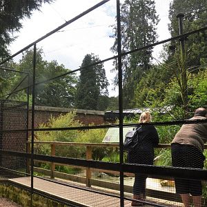 Waldrapp Ibis Aviary at Clères, 16/06/18