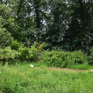 Red-crowned Crane Enclosure at Clères, 16/06/18