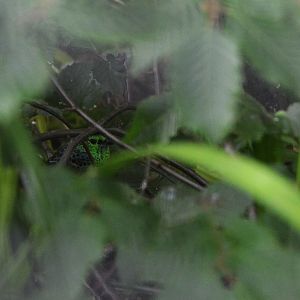 Spotted Tanager at Clères, 16/06/18