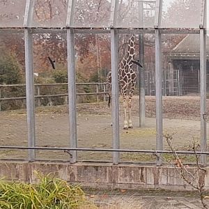 Giraffe enclosure