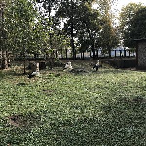 Mini Zoo, Margaret's Island - European white storks 181018