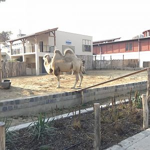 Bactrian camel 201018