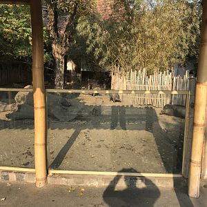 Negros warty pig enclosure 201018