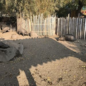 Negros warty pigs 201018