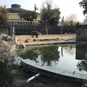Asian elephant juvenile 201018