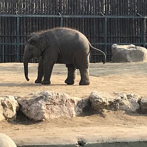 Asian elephant juvenile 201018