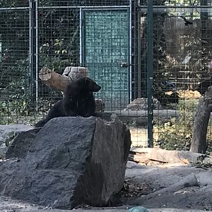 European Wolverine 201018