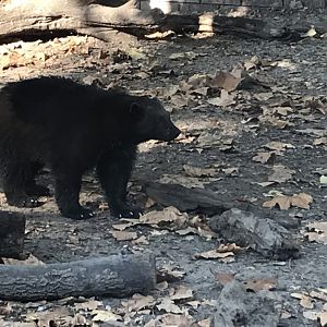 European Wolverine 201018