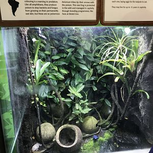 Reptile House - Blue poison dart frog exhibit 261018