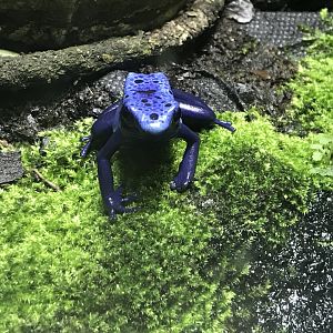 Reptile House - Blue poison dart frog 261018