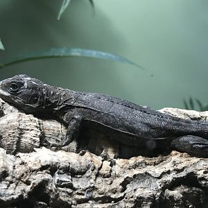 Reptile House - Utila spiny-tailed iguana 261018