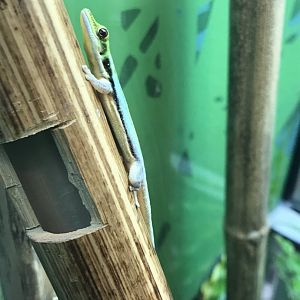 Reptile House - Yellow-headed day gecko 261018