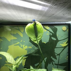 Reptile House - Turquoise dwarf gecko 261018