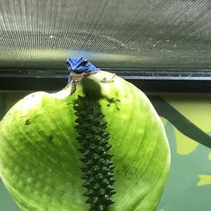 Reptile House - Turquoise dwarf gecko 261018