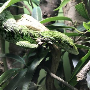 Reptile House - Emerald tree monitor 261018