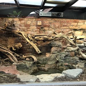 Reptile House - New Guinea amethystine python exhibit 261018