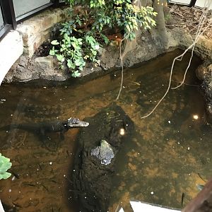 Reptile House - Dwarf crocodile 261018
