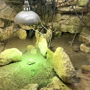 Reptile House - Egyptian tortoises 261018