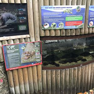 Aquarium - White-clawed crayfish exhibit 261018