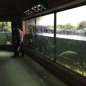 Aquarium - Amazonia exhibit 261018