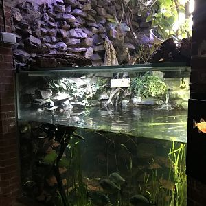 Aquarium - Piranha exhibit 261018